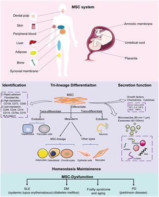 Long Non-coding RNA Regulation of Mesenchymal Stem Cell Homeostasis and Differentiation: Advances, Challenges, and Perspectives